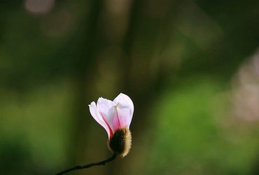 《古艳西游之女儿国》