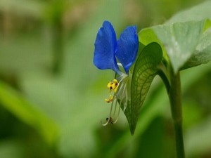 《美丽邻居》