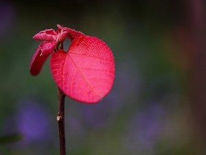 狐臭手术大概多少钱