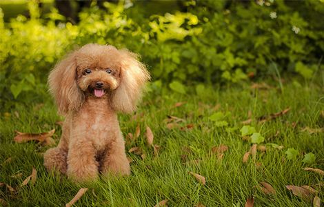 警花与警犬电视剧免费观看