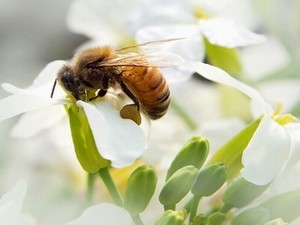 阴茎直径35毫米粗