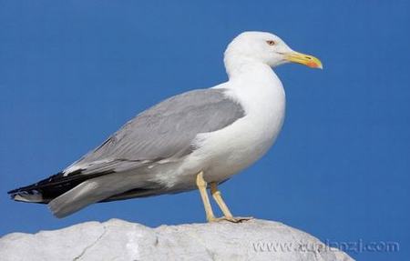 风流寡妇在线播放